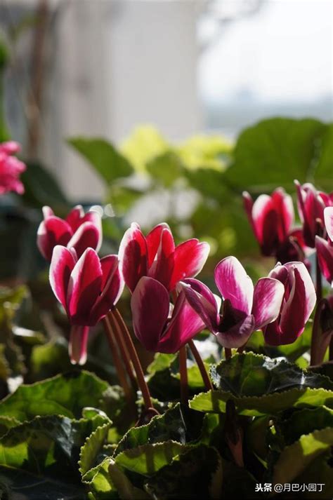 冬天，家裡養這4種花，春節就開花，呼呼開爆盆，變「花海」 每日頭條