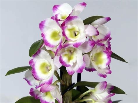 Dendrobium Bright Eyes Nobile Calade Orchids And Tropicals