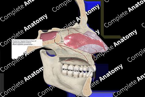 Posterior Septal Branches of Sphenopalatine Artery | Complete Anatomy