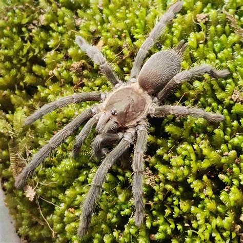 Phlogius Cape Gloucester Australian Tarantula – Australian Invertebrates