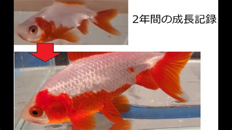 三ツ尾の更紗和金の成長記録 金魚 Youtube