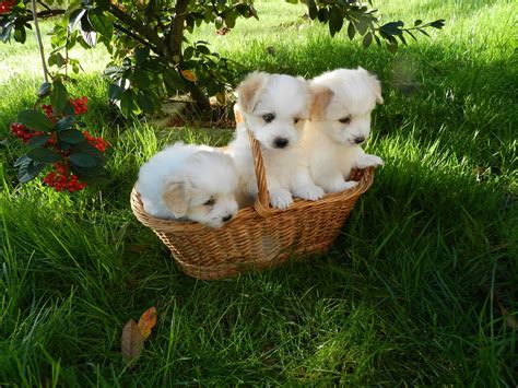 Puppies Coton De Tulear Free Stock Photo - Public Domain Pictures