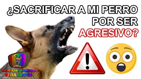 Descubre Los Imprescindibles Para Sacrificar A Tu Perro Actualizado