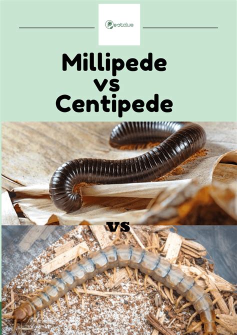 Millipede vs Centipede: Researched Facts, Observation and Difference ...