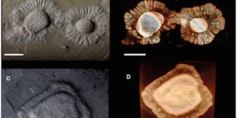 These Fossils Are 2 Billion Years Old Business Insider