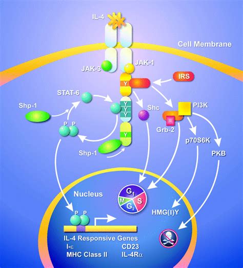 Interleukin 4 And Interleukin 13 Signaling Connections Maps Science