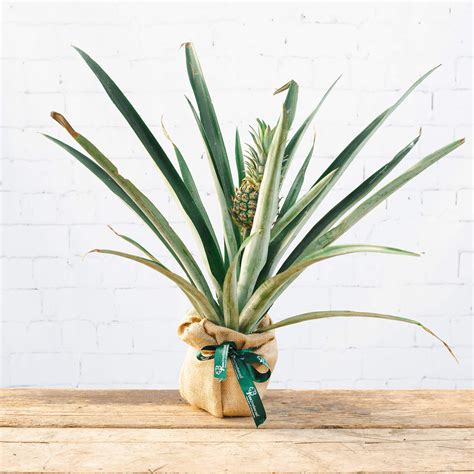 Buy a Pineapple Plant | Indoor Pineapple Plants for Sale UK – Tree2mydoor