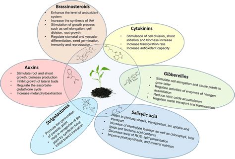 Important Roles Of Six Important Phytohormones In Plants Download Scientific Diagram