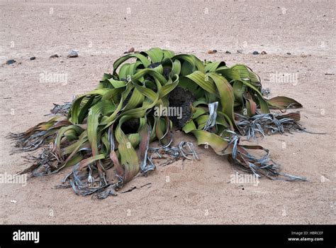 Welwitschia Mirabilis Stock Photo Alamy