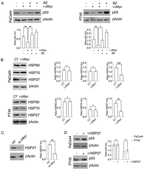 C Myc Inhibition Promotes The Proteasomal Degradation Of Mutp