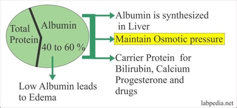 Albumin (Serum Albumin) – Labpedia.net