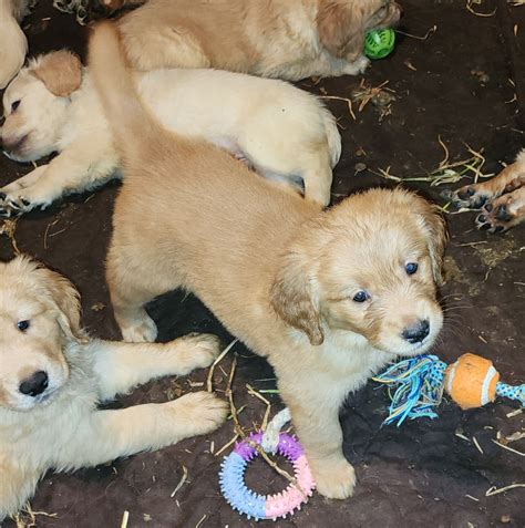 Stellar Acres Golden Retrievers Golden Retriever Puppies For Sale In