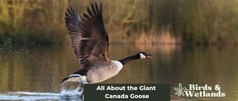 All About the Giant Canada Goose - Birds & Wetlands