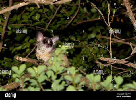 Lesser Bushbaby Galago Moholi Hi Res Stock Photography And Images Alamy