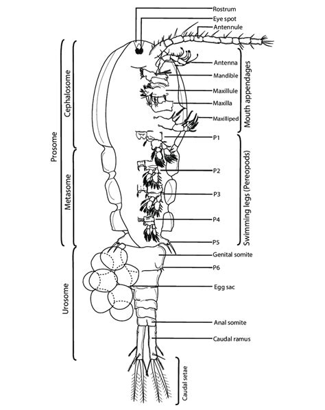 Diagrammatic Representation Of Body Parts And Appendages Of A Copepod