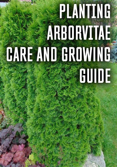 Arborvitae thuja care guide – Artofit