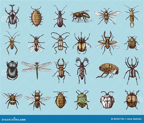 Big Set of Insects Bugs Beetles and Bees Many Species in Vintage Old Hand Drawn Style Engraved ...