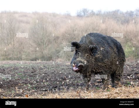 Giant wild boar hi-res stock photography and images - Alamy