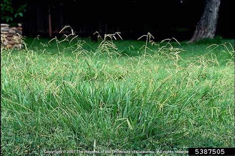 Dallisgrass Paspalum Dilatatum