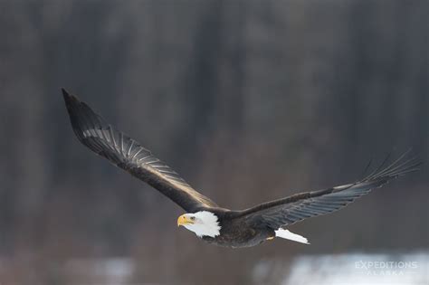 Bald eagles photos | eagle images | Photos bald eagles fighting in Alaska