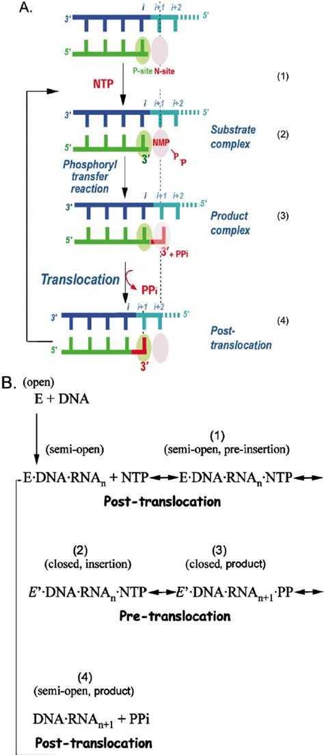 A Schematic Representation Of A Single Nucleotide Addition Cycle A