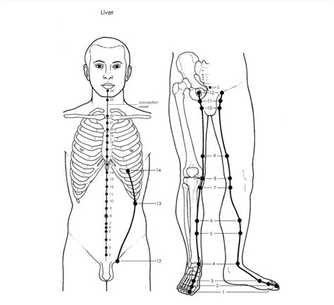 Acupuncture Liver Meridian - Good Shepherd