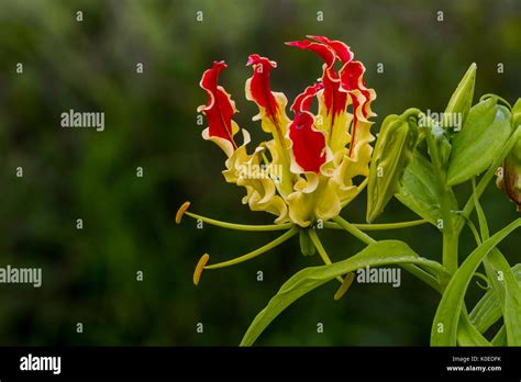 Western Ghats Plants