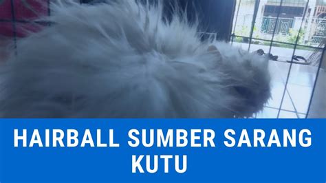 Penyebab Kucing Kutuan Sarang Parasit Hairball Bulu Gimbal YouTube