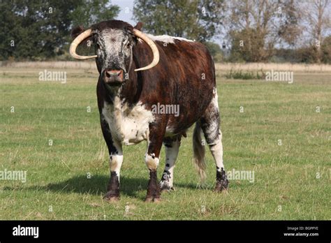 Longhorn Beef Cattle Hi Res Stock Photography And Images Alamy