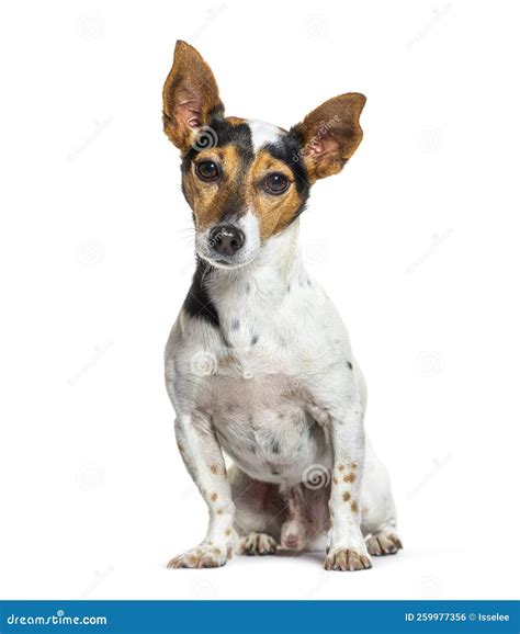Portrait of a Tri-color Jack Russel Terrier Sitting and Looking Stock