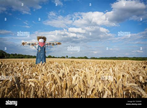 Vogelscheuche Fotos Und Bildmaterial In Hoher Aufl Sung Alamy