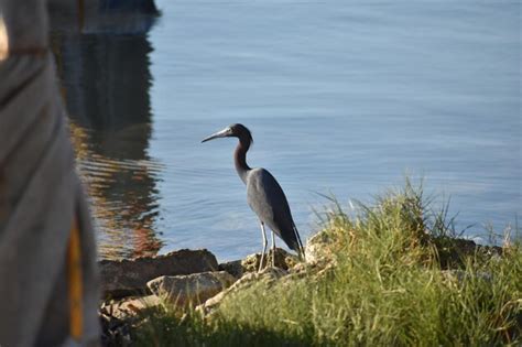 Premium Photo Bird On A Lake