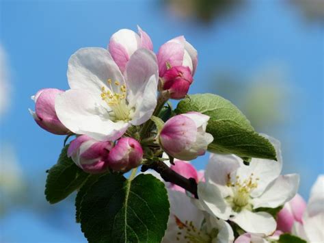 Manzano Características historia cuidados cultivo fruto Árbol