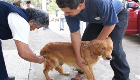 Como Reconocer La Rabia En Perros Mediante Tips Prevenci N