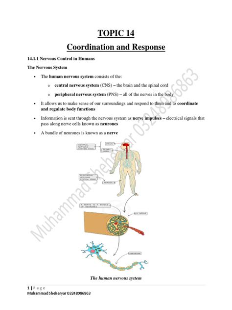 Topic 14 Coordination And Response 1411 Nervous Control In Humans