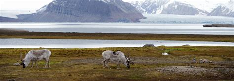 Climate change is killing reindeer in the Arctic