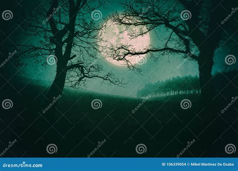 Scary Landscape at Night with Trees and Full Moon Stock Photo - Image ...