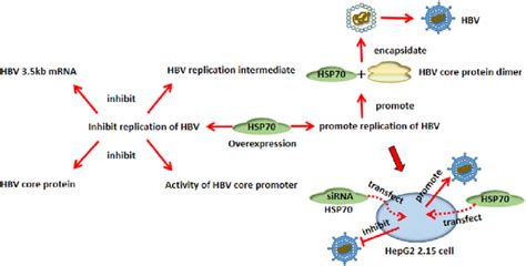 Overexpression Of Hsp Promotes Both Hepatitis B Hbv Replication And