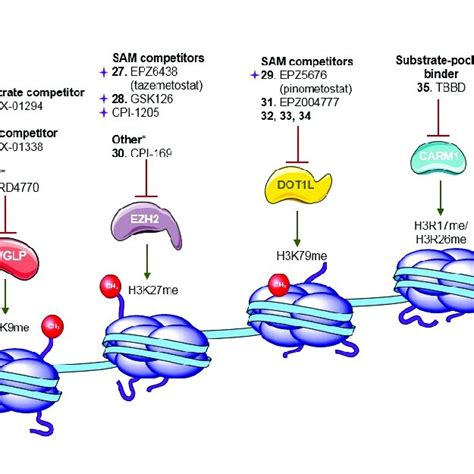 Summary Of DNMT And HMT Inhibitors The Molecules Labeled With A Star