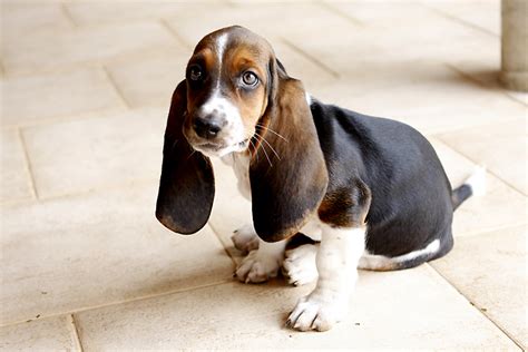 11 Surprising Facts About Basset Hounds The Dog People By