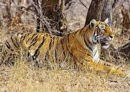 Dholpur-Karauli Tiger Reserve : National Tiger Conservation Authority ...