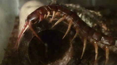 Giant Centipede From Hawaii Youtube