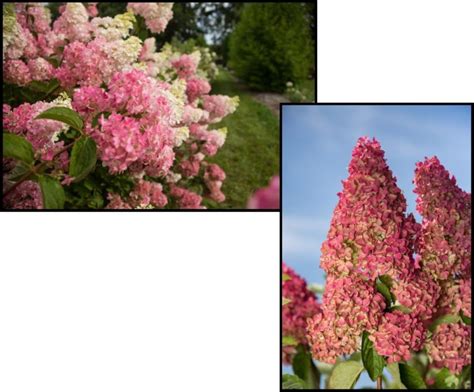 BERRY WHITE HYDRANGEA Hinsdale Nurseries Welcome To Hinsdale Nurseries