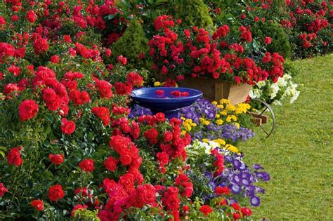 Rosa Flower Carpet Scarlet 140mm The Garden Feast