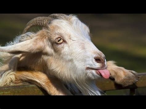 Funny Funny Goat Videos - Sandra Funny HD