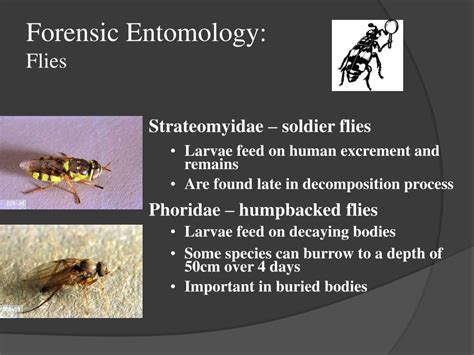 Ppt Forensic Entomology Powerpoint Presentation Free Download Id 1885172