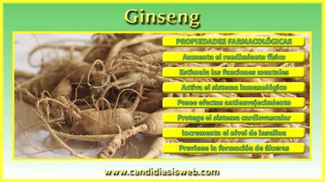 Remedios Medicinales Con Ginseng Uso Del Ginseng Para Obtener Beneficios Para La Salud