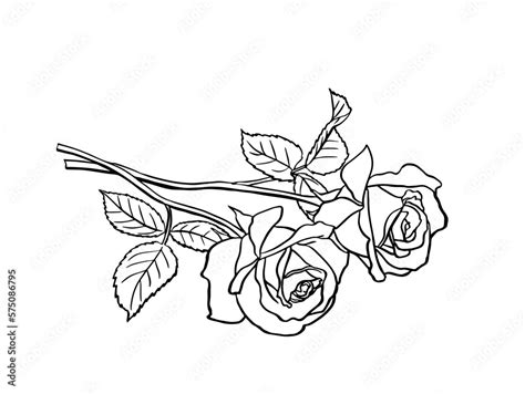 Two Roses sketch. Black outline on white background. Drawing vector graphics with floral pattern ...