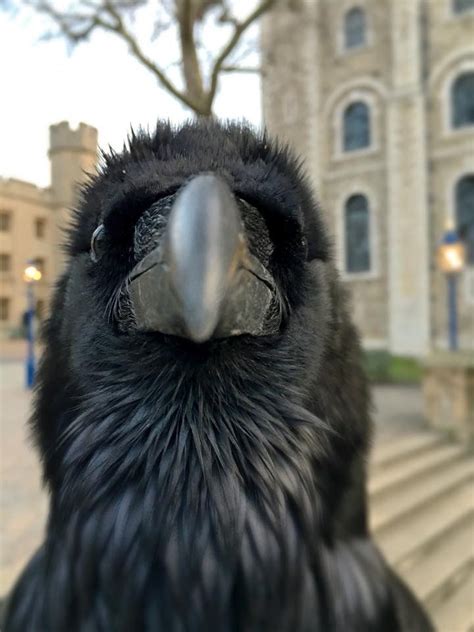 Raven at the Tower of London