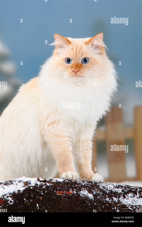 Neva Masquarade Tomcat Red Tabby Point White Siberian Forest Cat